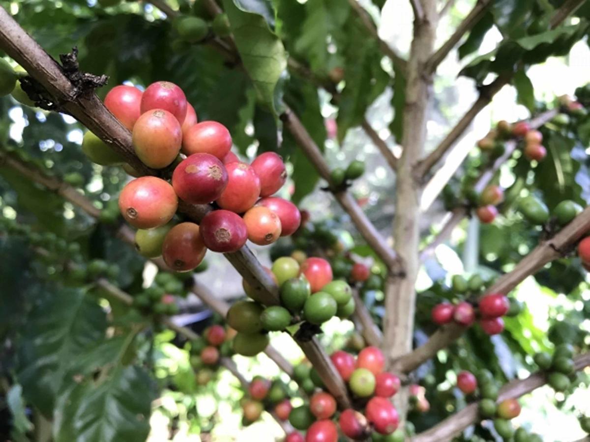 Higashi Matayoshi Coffee Farm 빌라 외부 사진