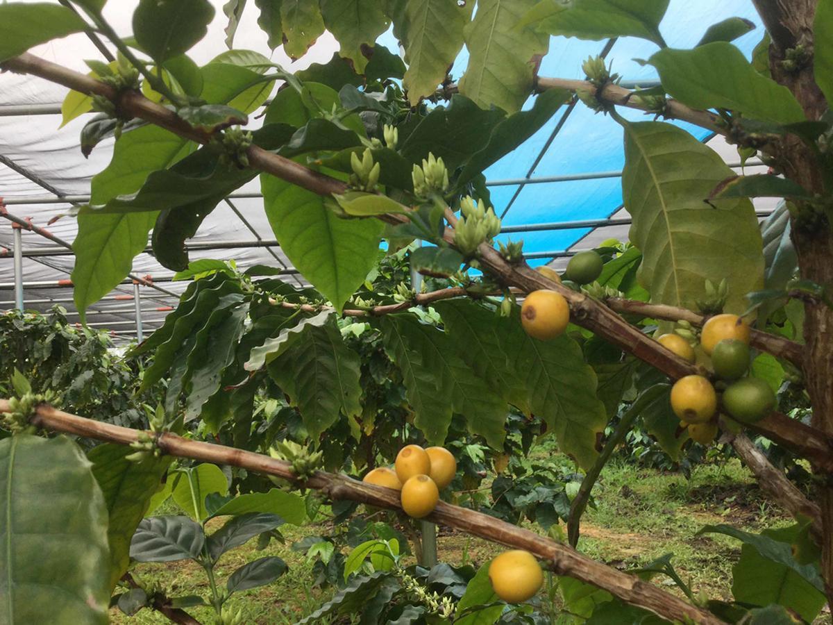 Higashi Matayoshi Coffee Farm 빌라 외부 사진